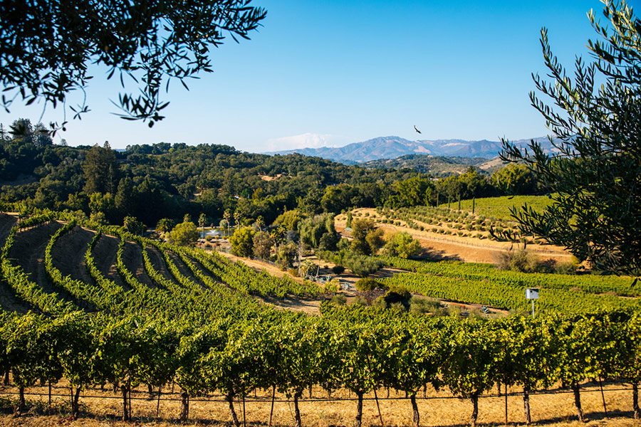 Benziger Family Winery vineyard view