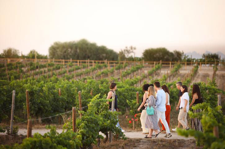 People walking in the vineyard