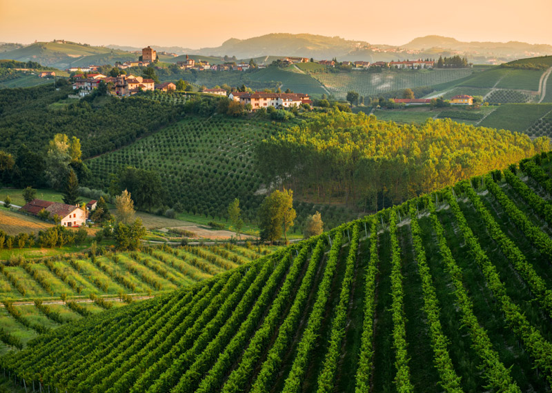 European Wine Regions and Vineyards